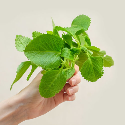 Oregano kubánské (lat. Plectranthus amboinicus) - Asijské bylinky "ZÁSADNĚ" ZDRAVĚ